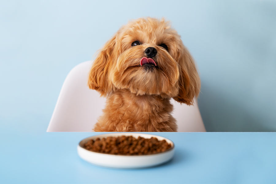 Unleashed Uniqueness: Quirky Discoveries in the Pet Store